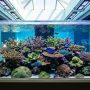 Coral bleaching on a Miami reef during warm ocean conditions