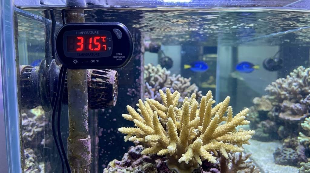Marine scientist monitoring coral reef health near Miami